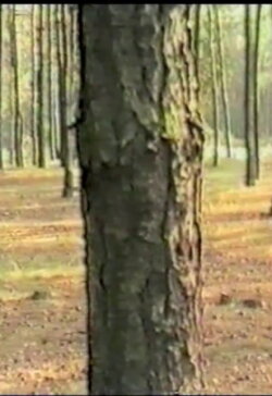 Dancing with Trees (1985) Dancing with Trees (1985)