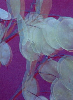 Daphne (Purple Red) (2014) Daphne (Purple Red) (2014)