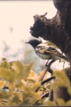 Dawn Chorus (2021)