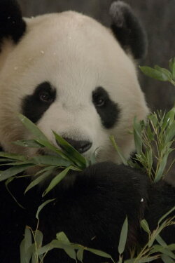 De kleine reuzenpanda vliegt uit (2022)