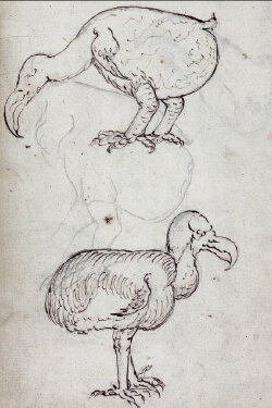 Dead as a Dodo (2022)