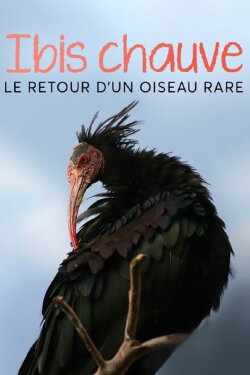Der Waldrapp: Zugvogel im Aufwind (2023)