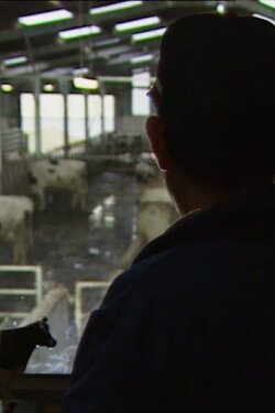 Des taureaux et des vaches (1992) Des taureaux et des vaches (1992)