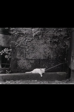 Director's Cat (2013) Director's Cat (2013)