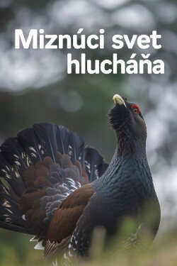 Disappearing World of the Capercaillie (2023) Disappearing World of the Capercaillie (2023)