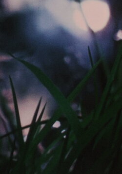 Dog Track (1969)
