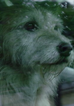 Doggone (2015)