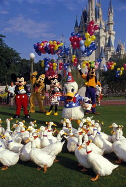 Donald Duck's 50th Birthday (1984) Donald Duck's 50th Birthday (1984)