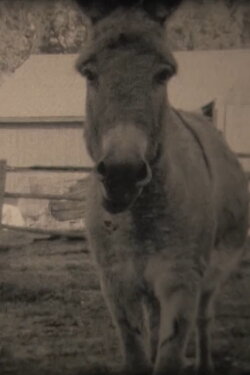 Donkeys (2020) Donkeys (2020)