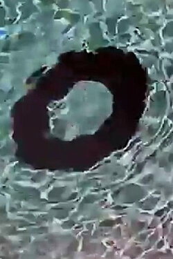 Donut (2006) Donut (2006)
