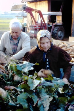 Drei Bauern unter einem Hut (1981) Drei Bauern unter einem Hut (1981)