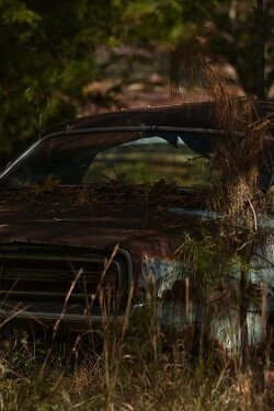 Dry Rot (2020)