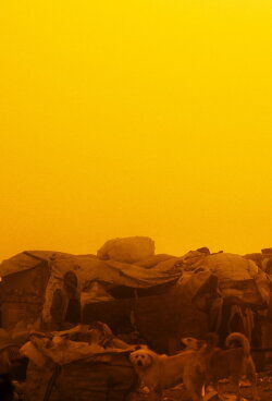 Dust Devil (2023) Dust Devil (2023)