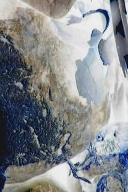 Ecosystem 17 ~ Castor (2010) Ecosystem 17 ~ Castor (2010)