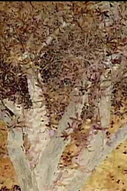 Eden (2004)