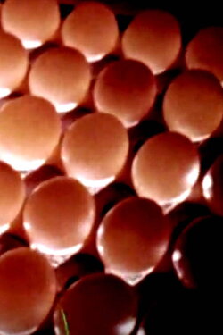 Eggs To Market (1964)