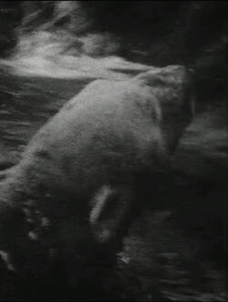 Eisbär (1993) Eisbär (1993)