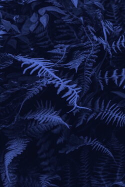 Elastic Jungle (2019)