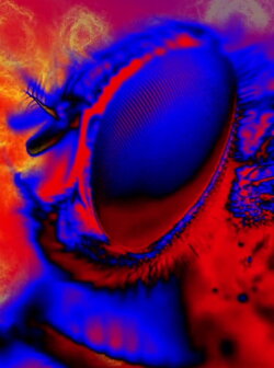 Electric Arthropods (2017)