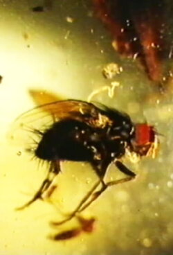 Electron (1987)