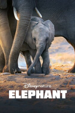 Elephant (2020) Elephant (2020)