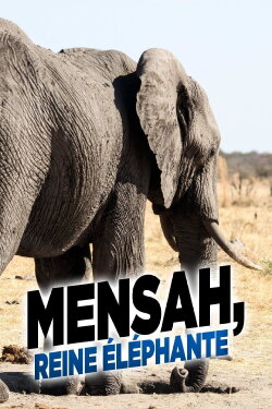 Elephant Queen (2014) Elephant Queen (2014)