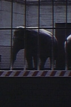 Elephants: Fragments in an Argument (1973) Elephants: Fragments in an Argument (1973)