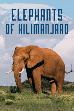 Elephants of Kilimanjaro (2022) Elephants of Kilimanjaro (2022)