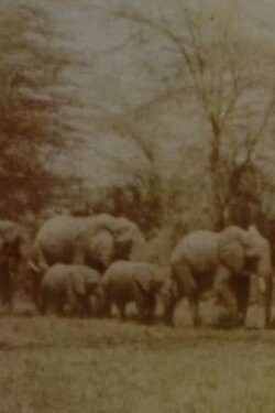Elephants' Test (2005)