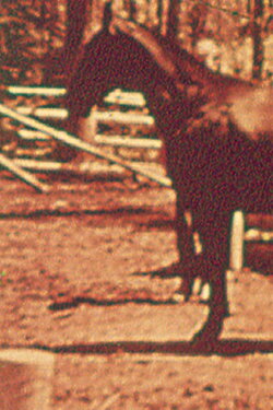 Eleven Different Horses (1970) Eleven Different Horses (1970)