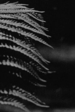 emergence (2024)