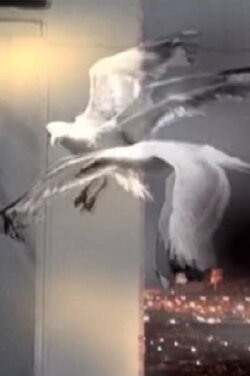 Entrer Dans Le Rêve (2009) Entrer Dans Le Rêve (2009)