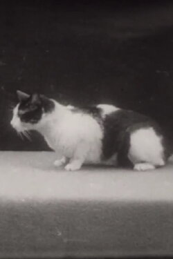 Epithelkörperchenexstirpation bei der Katze (1936) Epithelkörperchenexstirpation bei der Katze (1936)