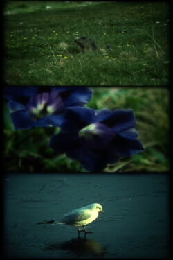 ERREGUNG ! beim sehen wilder tiere (1987) ERREGUNG ! beim sehen wilder tiere (1987)