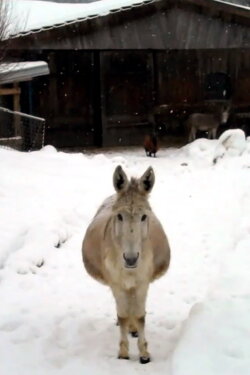 Esel mit Schnee (2011) Esel mit Schnee (2011)