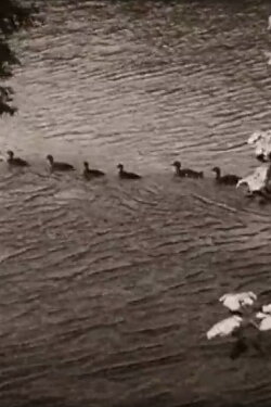 Ethologie der Graugans (1950) Ethologie der Graugans (1950)