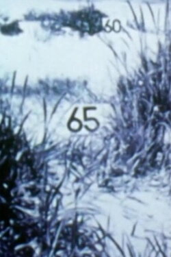 Étude transectale de la plage (1974) Étude transectale de la plage (1974)