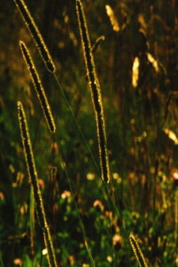 Evergreen (2005)