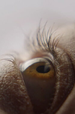 Eyelash (2019)