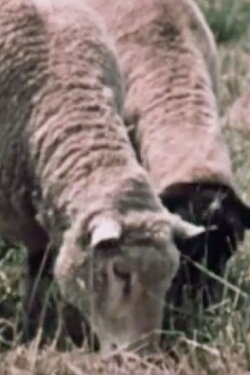 Farm Babies And Their Mothers (1954) Farm Babies And Their Mothers (1954)