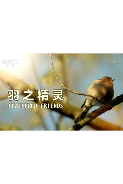 Feathered Friends (2022) Feathered Friends (2022)