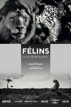 Félins, noir sur blanc (2021) Félins, noir sur blanc (2021)