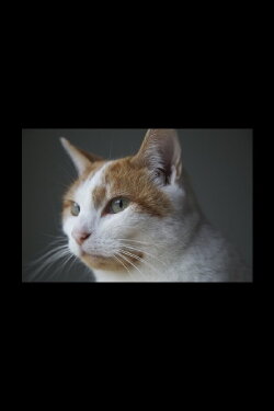 Felis Catus (2016)