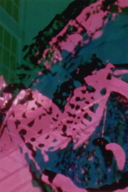 Festal Flutter (2019)