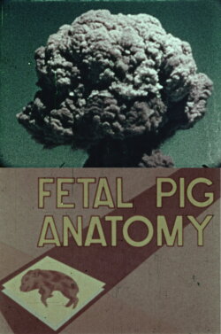 Fetal Pig Anatomy (1989) Fetal Pig Anatomy (1989)