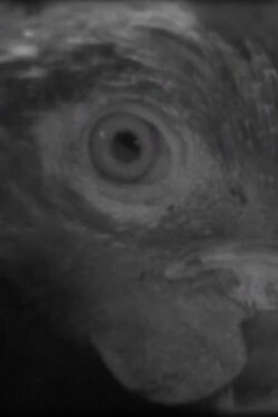Fish Eye (2007) Fish Eye (2007)