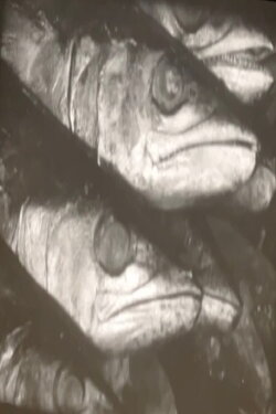 Fish Market (1955) Fish Market (1955)