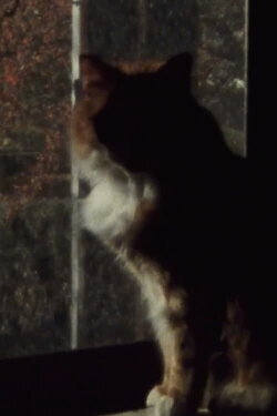 Five Year Diary, Reel 5: Mourning (January 23–30, 1982) (1982)