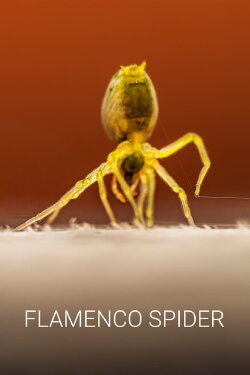 Flamenco Spider (2020)