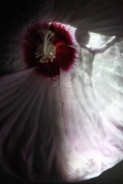 Fleur (2021)